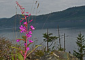 Epilobium angustifolium